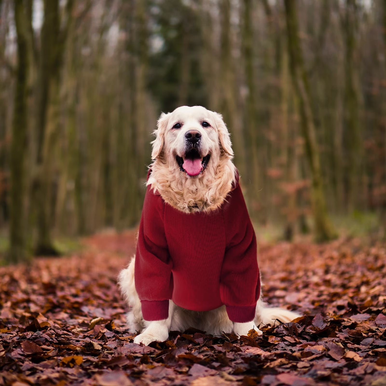 Dog Sweaters for Small Dogs, Dog Hoodie with Pocket - Fall Winter Warm Sweater Puppy Clothes for Small Medium Dogs Boy Girl Dog Clothes Red