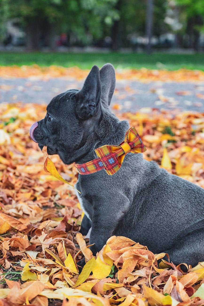 Fall Dog Collars, Soft Bowtie Dog Collar, Puppy Collar Adjustable Heavy Duty Dog Collar with Bow for Medium Dogs
